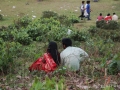 bangladesh-love