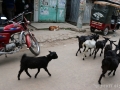 goats-dog-downtown-bangladesh