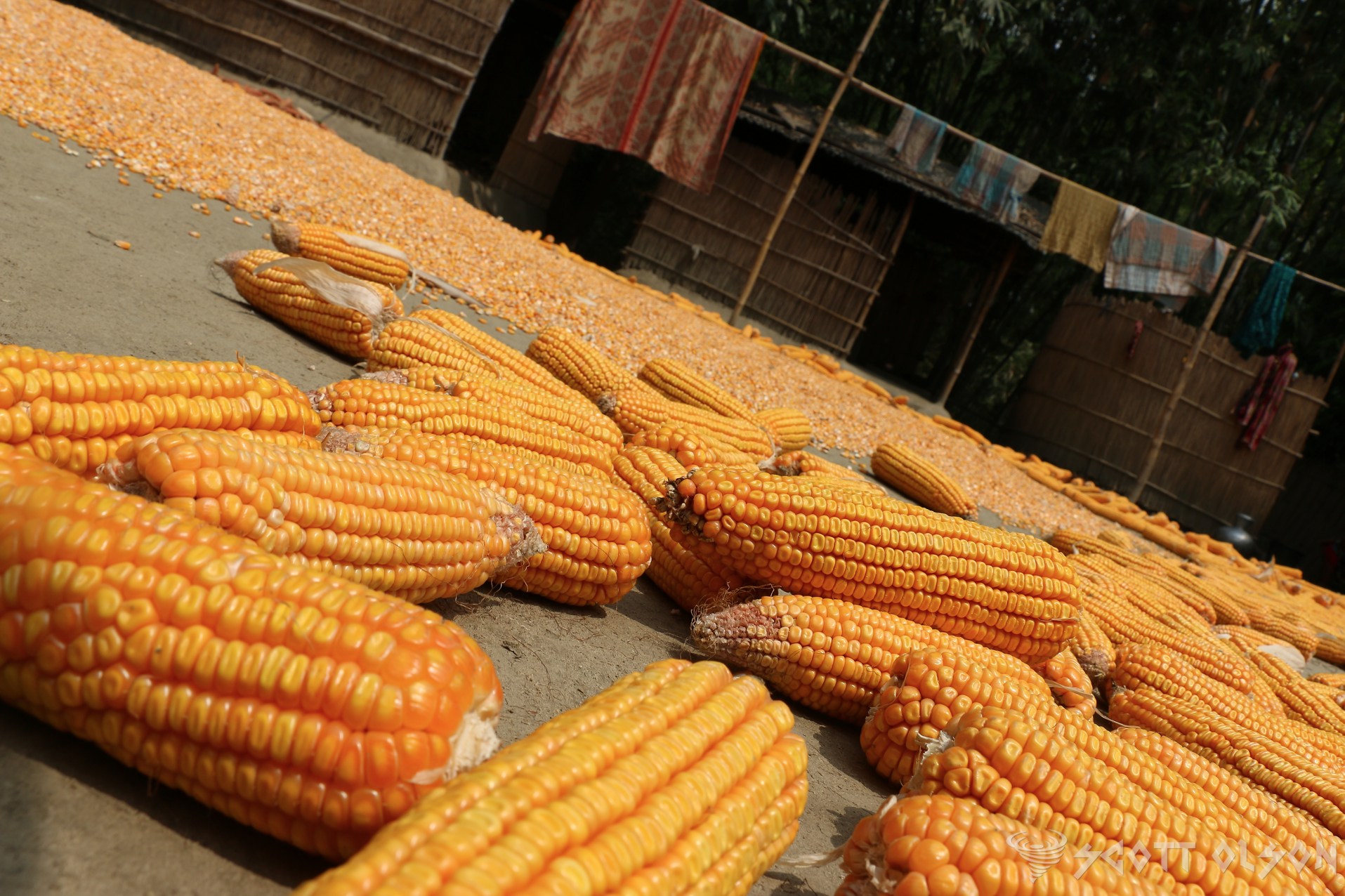 corn-bangladesh-village