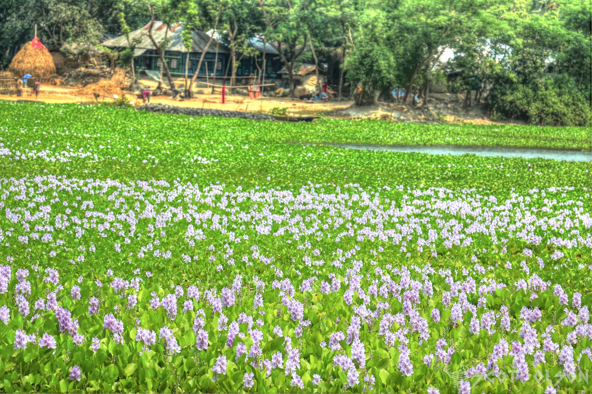 field-of-lily-village-bangladesh