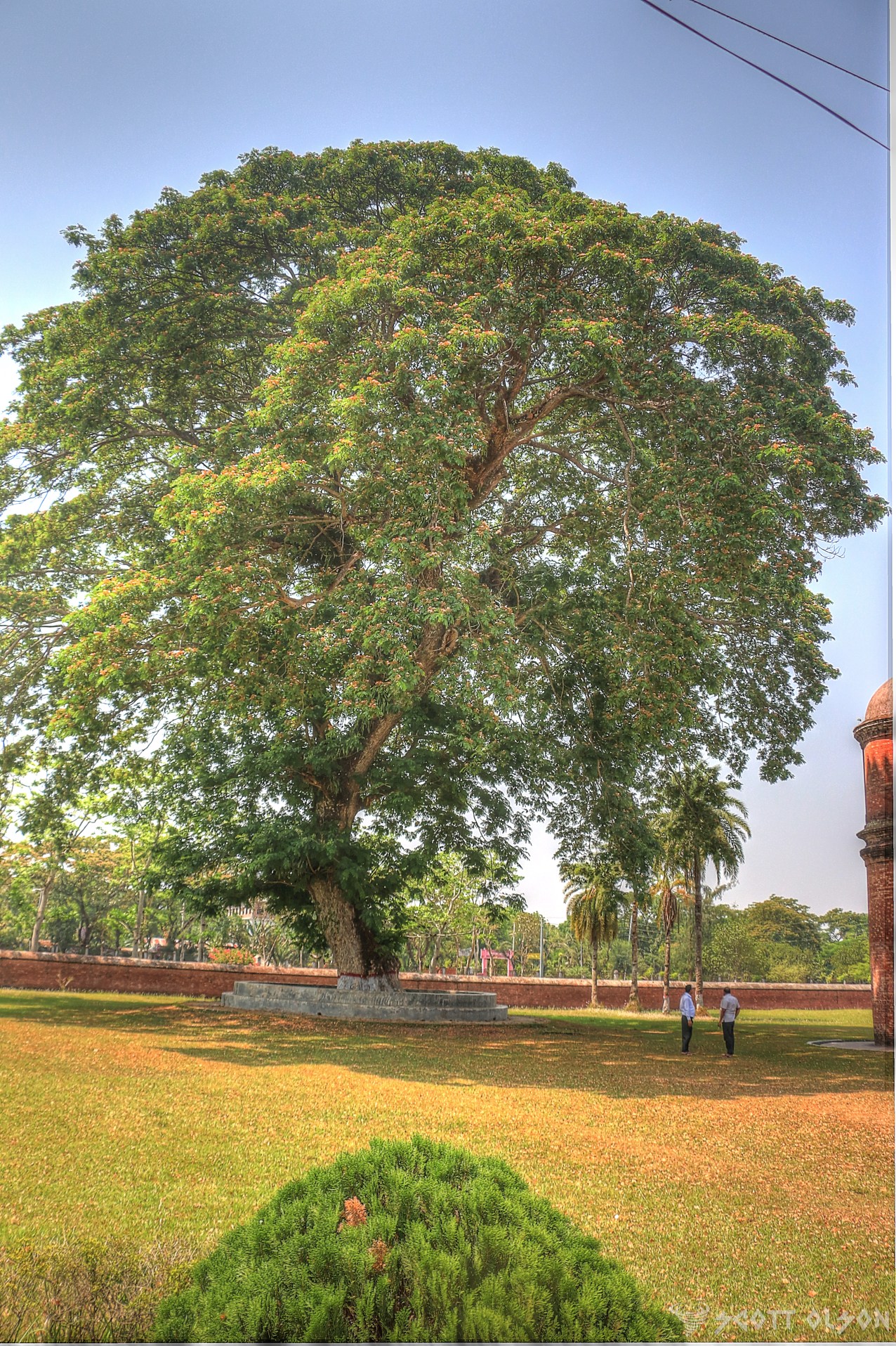sixty-dome-mosque-old-large-tree
