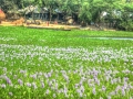 field-of-lily-village-bangladesh