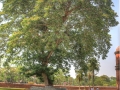 sixty-dome-mosque-old-large-tree